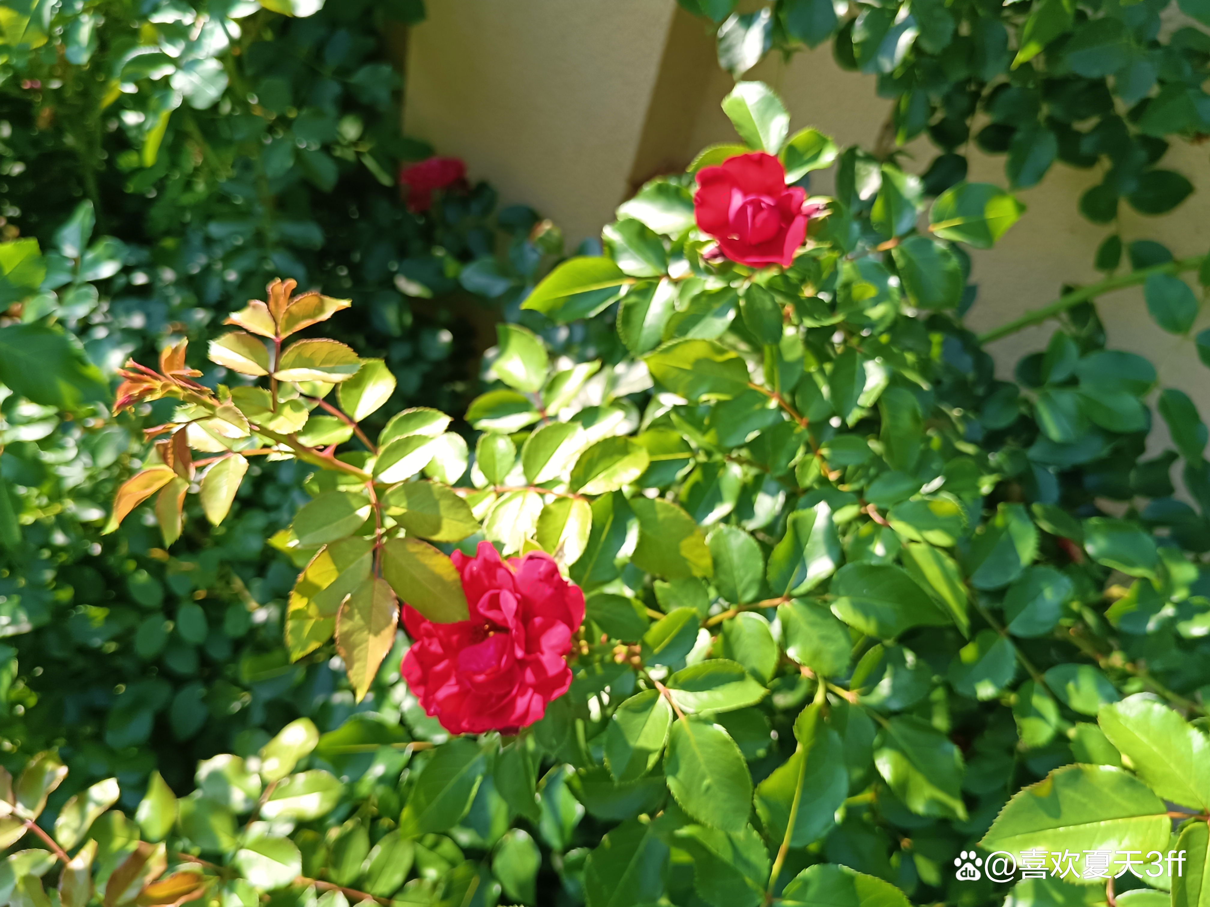 初秋时节鲜花盛开姹紫嫣红,花开初夏花香四溢
