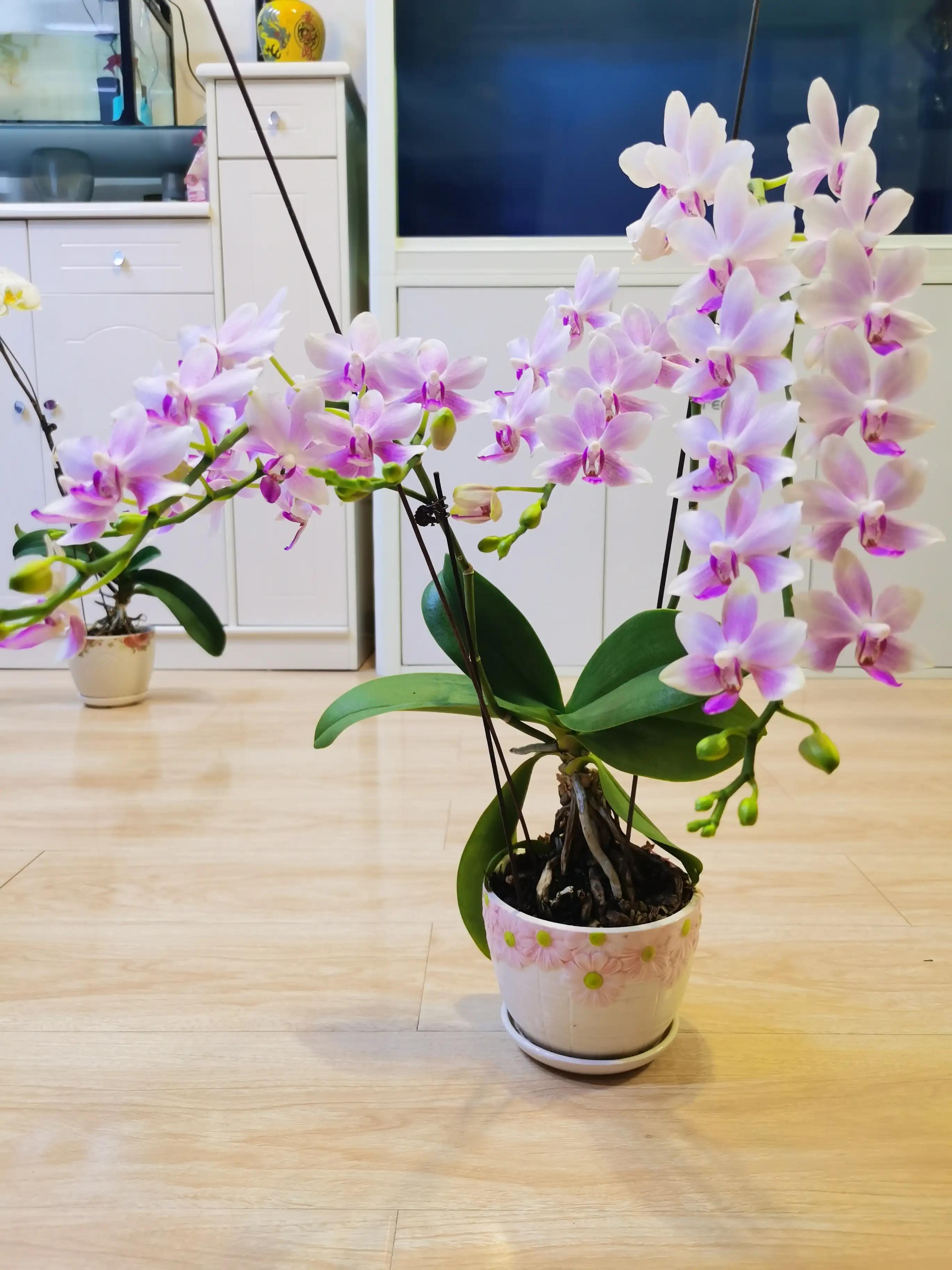 粉黛佳人水仙,紫水仙图片大全