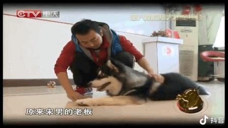 小狗帮主人摘橘子,小狗帮主人摘梨