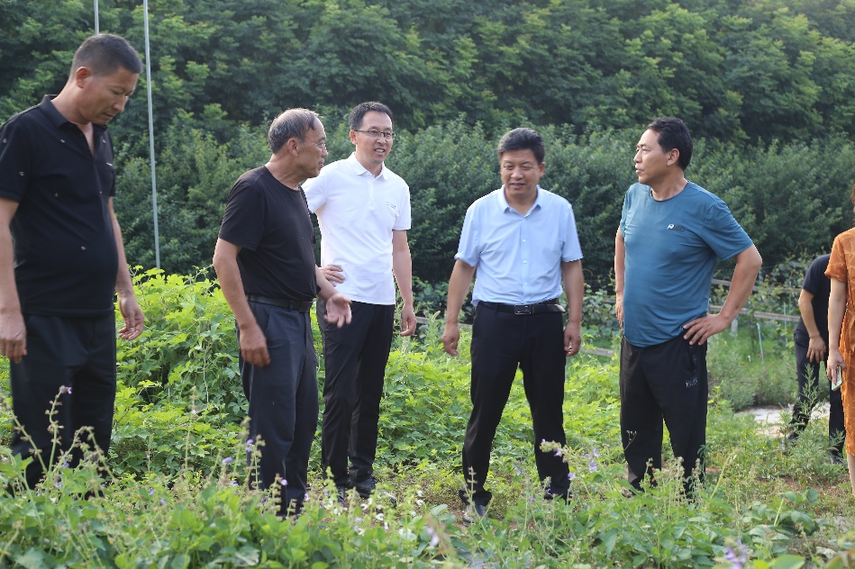 中药材提质增效实施方案,周至县县域经济发展创新