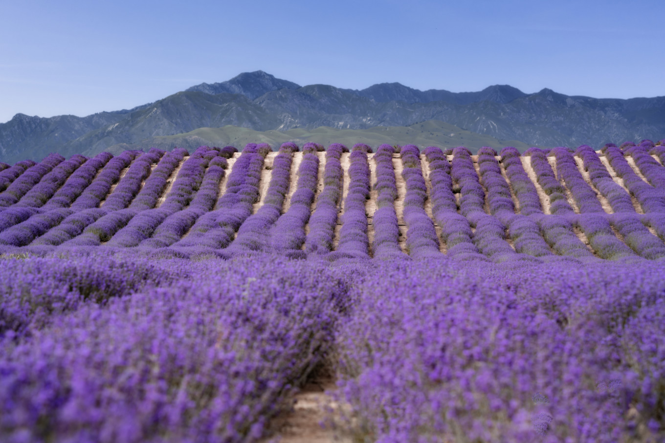 新疆伊犁之美,走了一圈才发现世界万物远不及你