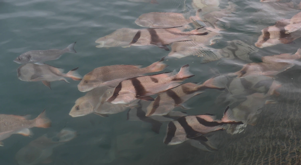 从捕鱼到牧鱼！惠州向海而兴！