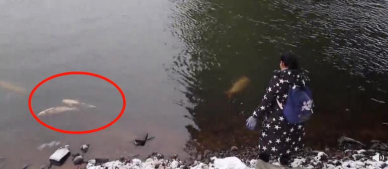 那些胡乱放生的人,那些放生的人都怎么想的