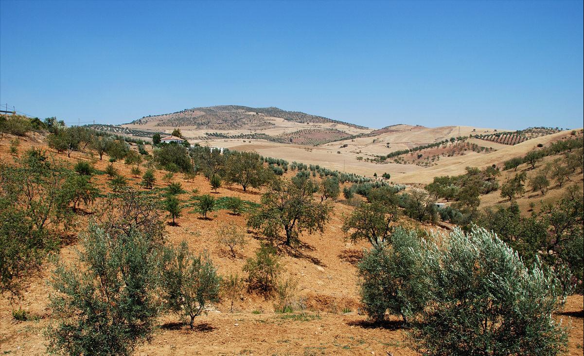 西班牙产出优质的橄榄的地理条件,橄榄种植历史