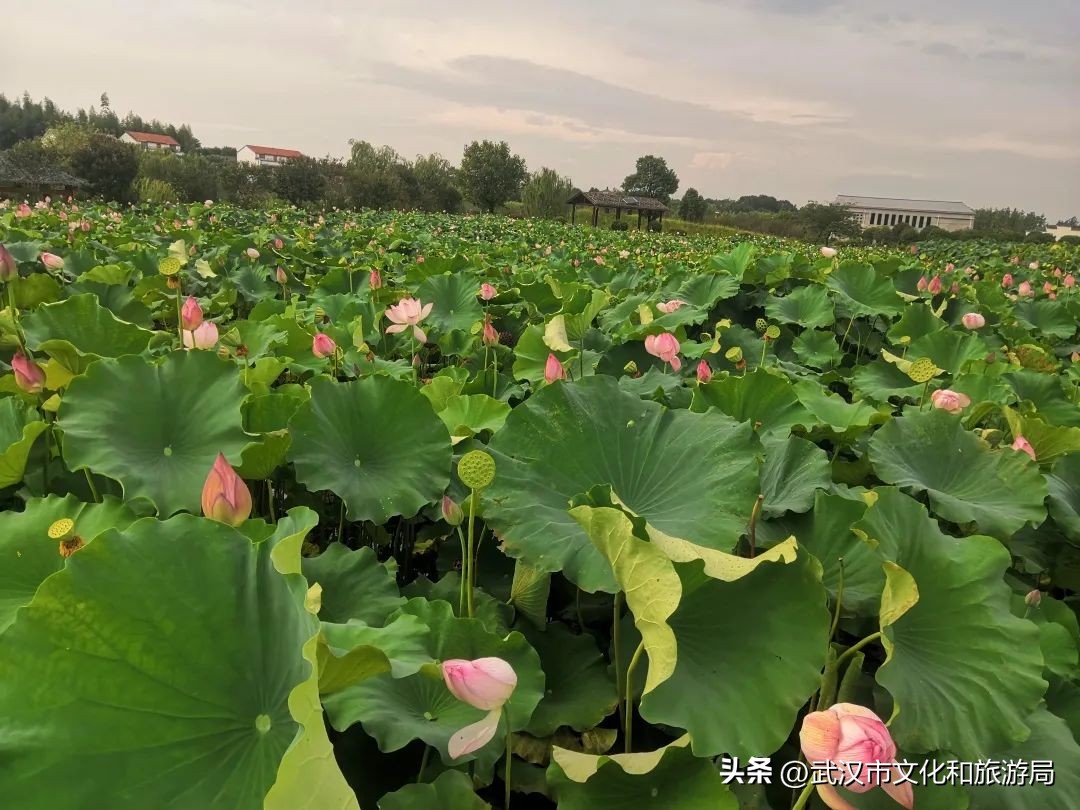 花朝河湾邀您来赏花,花朝河湾旅游景区本地人要门票吗