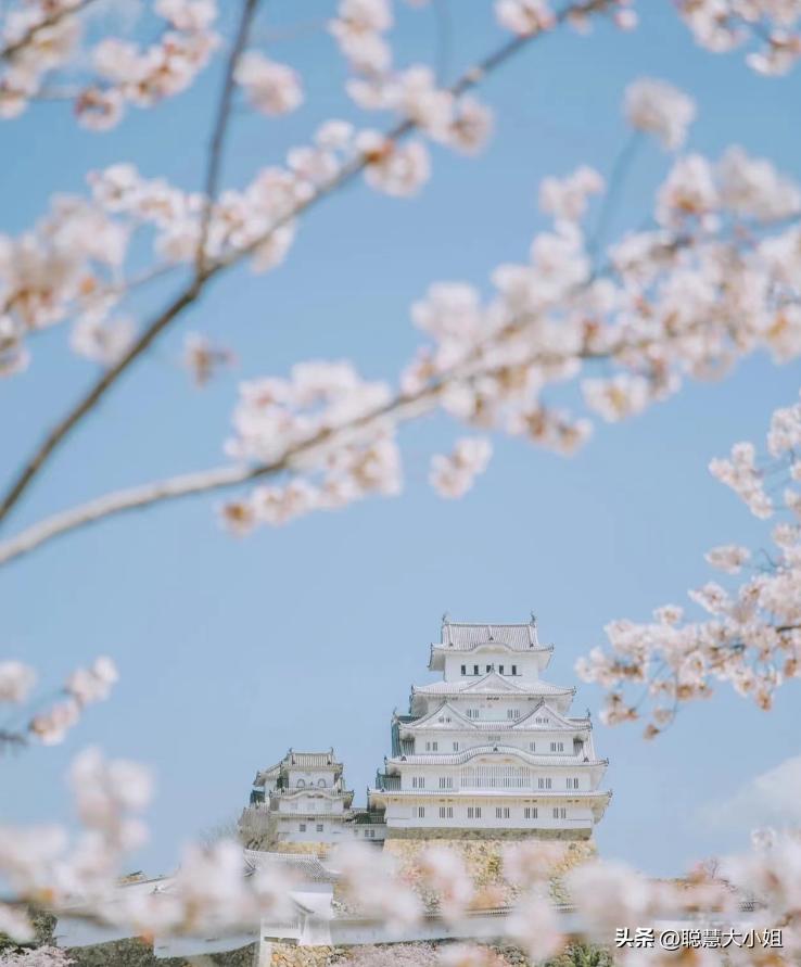 日本樱花花海浪漫之旅,日本旅游看樱花之旅攻略