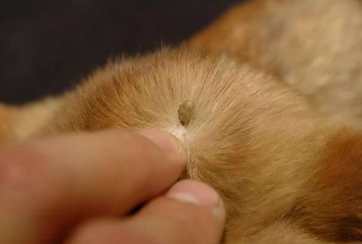 狗狗老舔尿道是什么原因,狗狗舔别的狗尿是什么原因