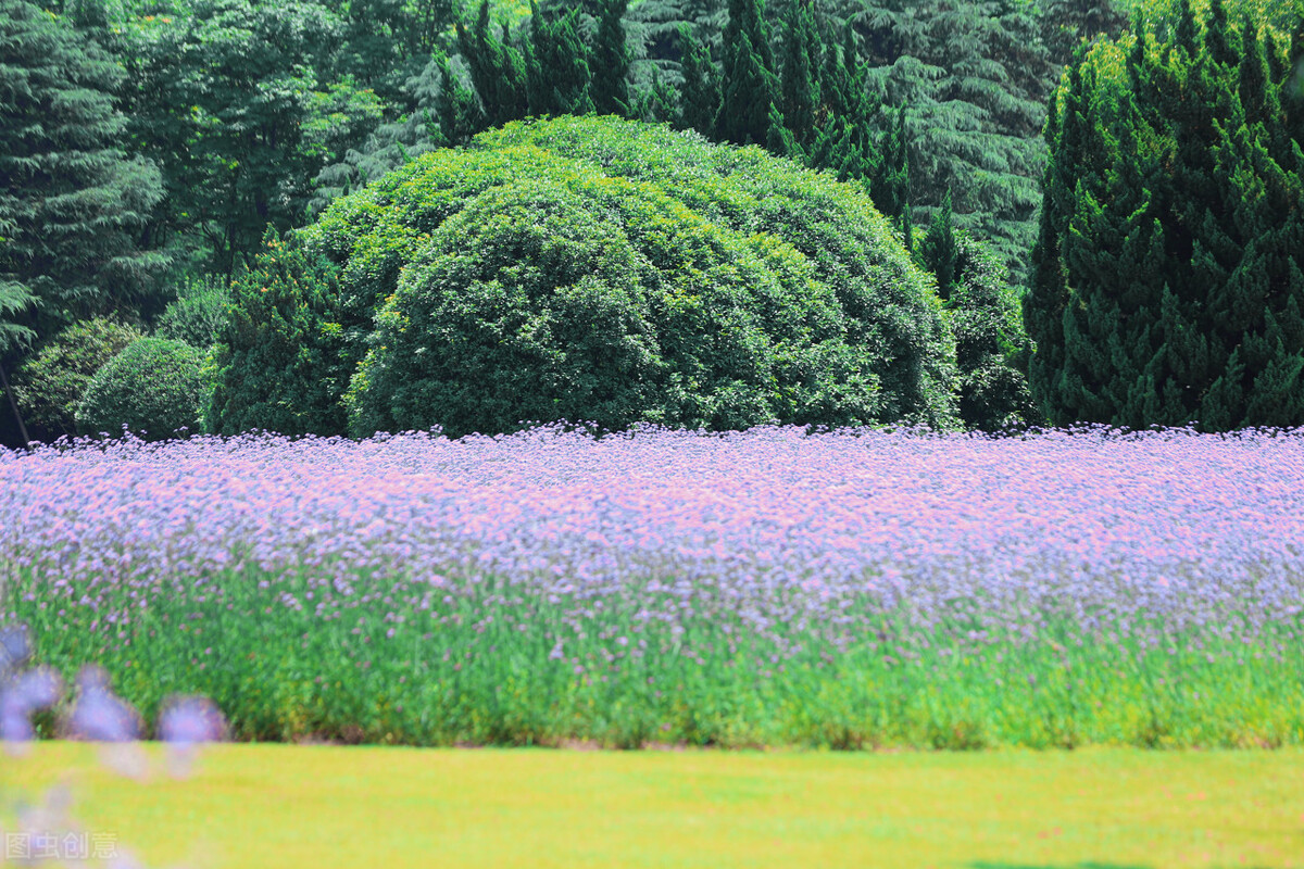 上海市区森林秘境,上海这些景区值得一去