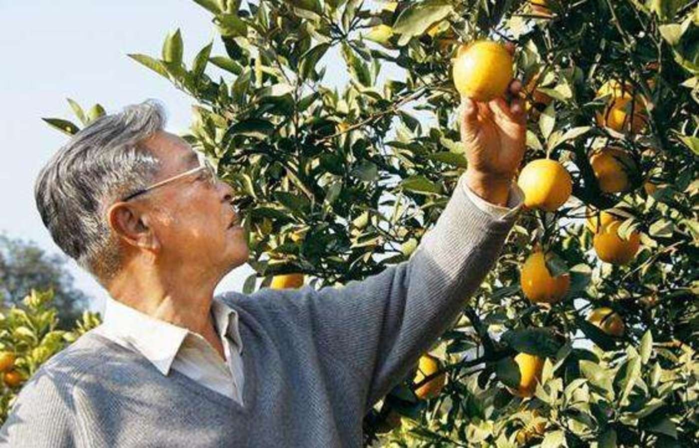 烟草大王褚时健是怎么入狱,烟王褚时健去世了吗