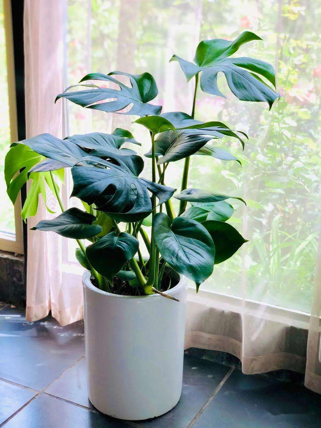 家里光照不足建议养这10种耐阴花,阴暗无光角落适合养什么花