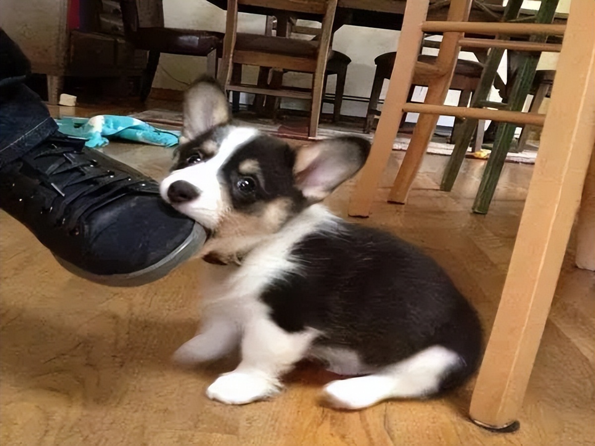 养柯基幼犬新手要注意什么,金毛和柯基哪个适合新手养