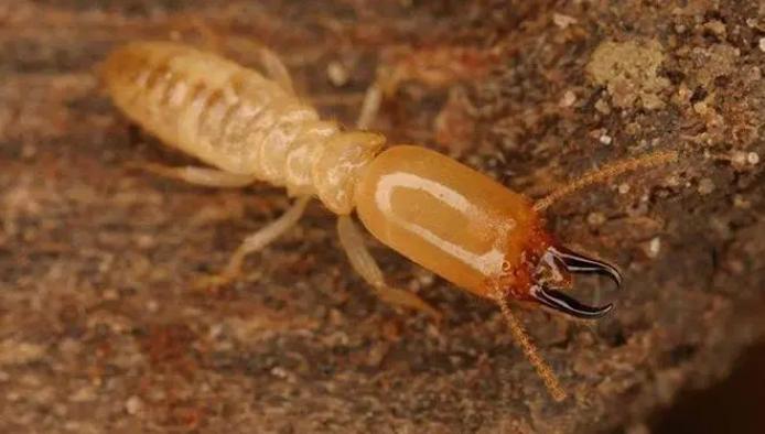 5岁男孩吃土,5岁男童吃土