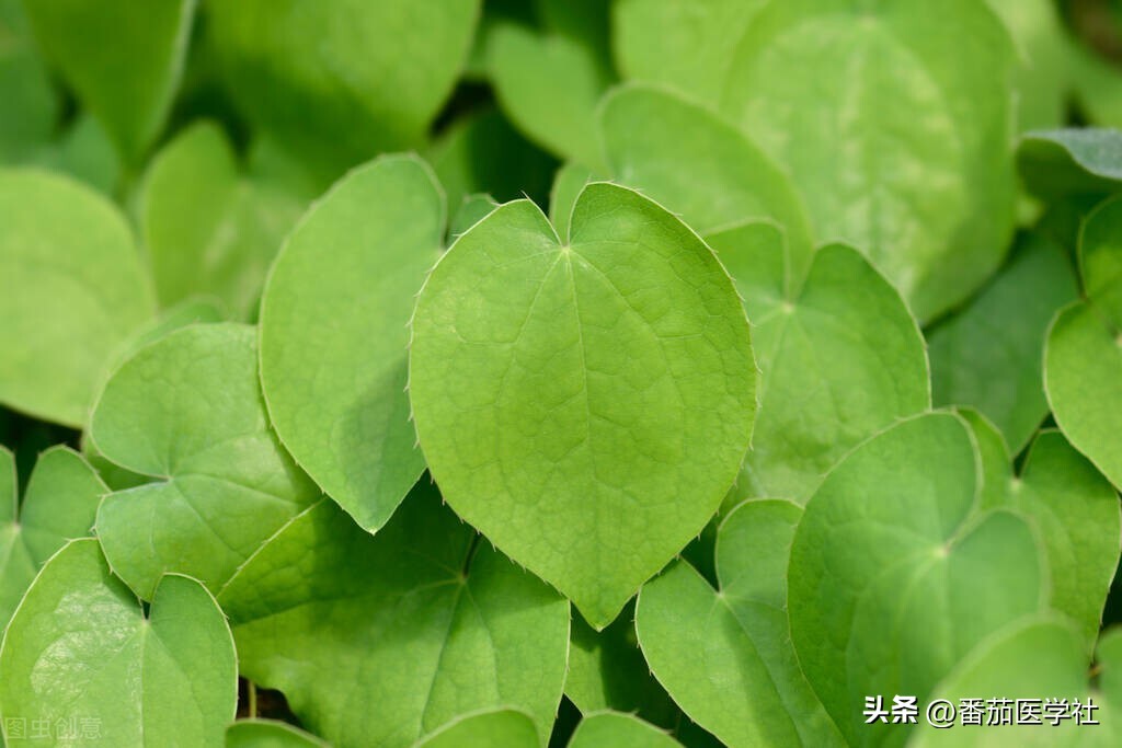 用什么东西可以做伟哥,民间制伟哥用什么