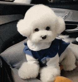 比熊鼻子有三指长纯不纯,怎么知道买的比熊是小体还是标体