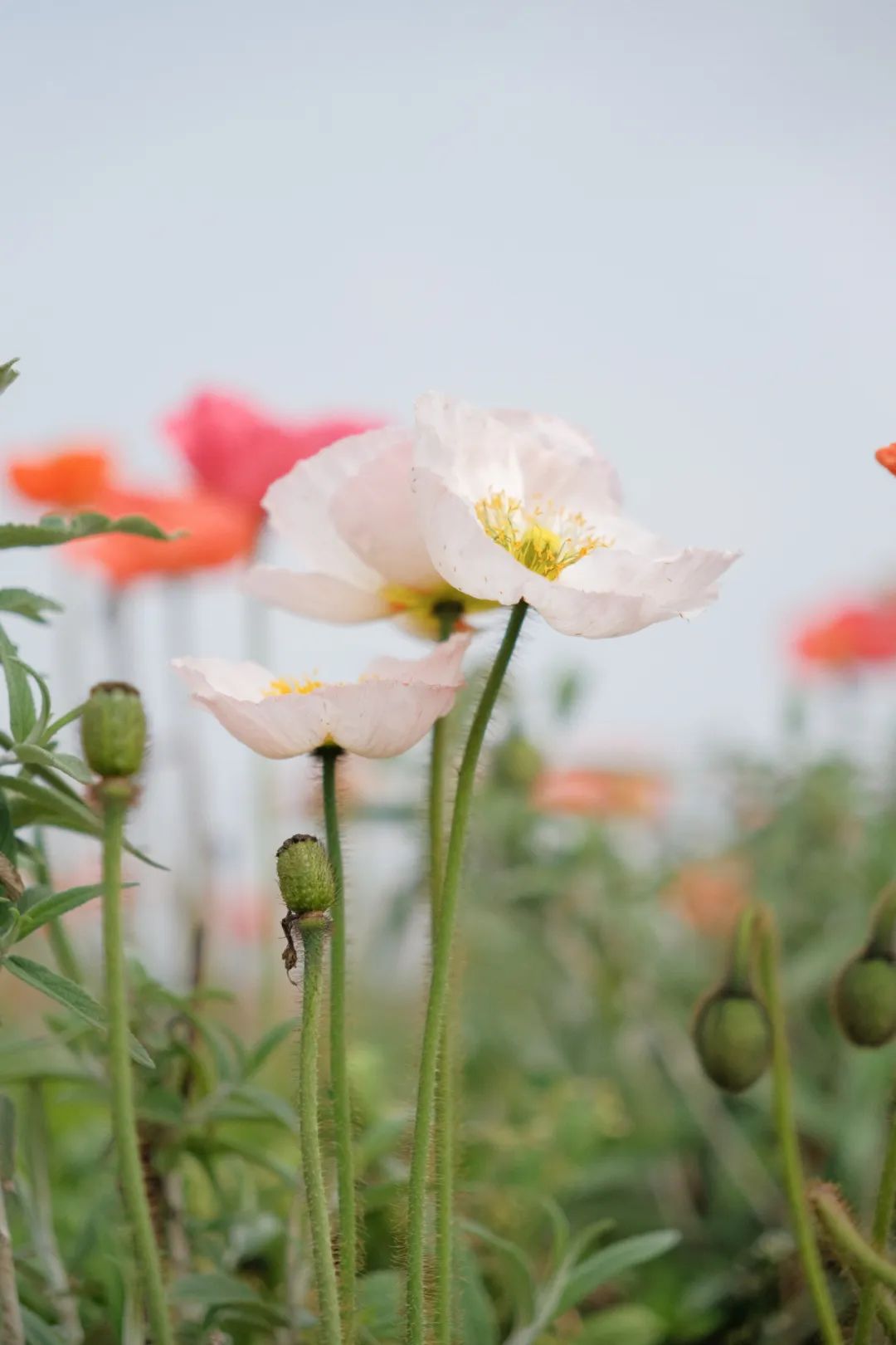 踏青露营地推荐,空港花田古朴森林露营地