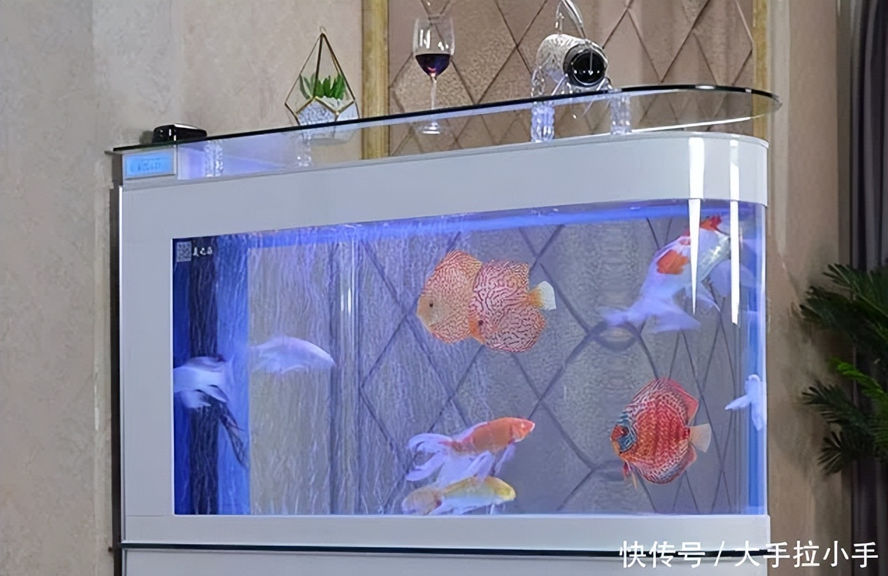 神仙鱼，你们认识吗？