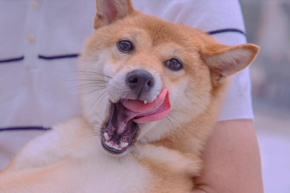 柴犬幼犬挑食不吃狗粮只吃火腿肠,柴犬挑食不吃蔬菜