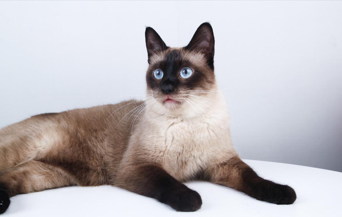 最值得推荐养的几种猫,中华田园猫12个品种图哪个最好养