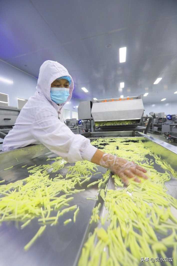 重庆日报特刊聚焦彭水：“九苗”归一兴苗乡“三品”合璧强产业