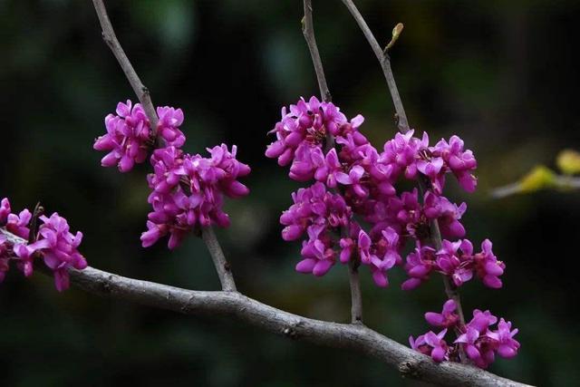 无叶开花的植物有哪些,有花无叶的植物