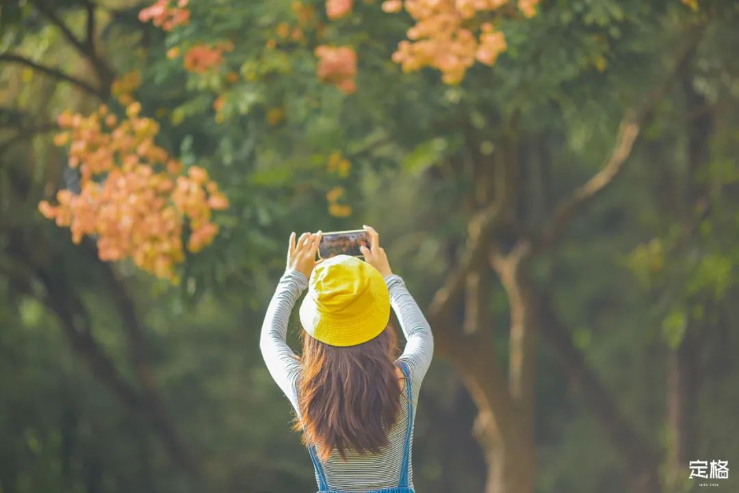 深圳地铁可以直接去的免费景点,深圳免费地铁直达景点12号线