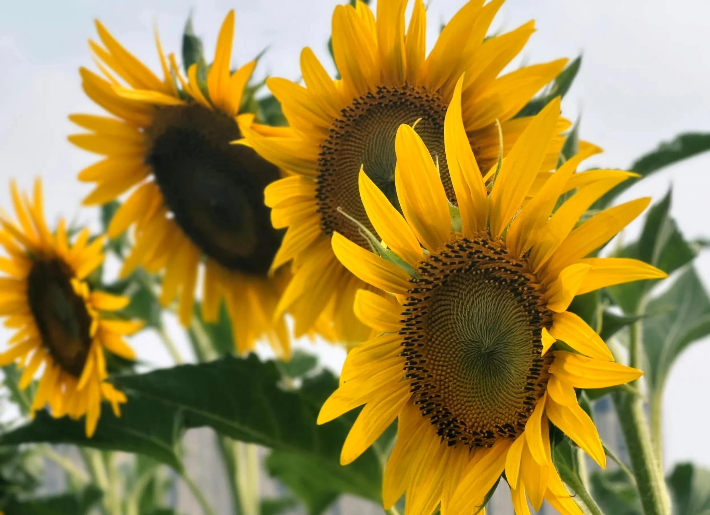 向日葵向阳而生阳光明媚,生如夏花向日葵