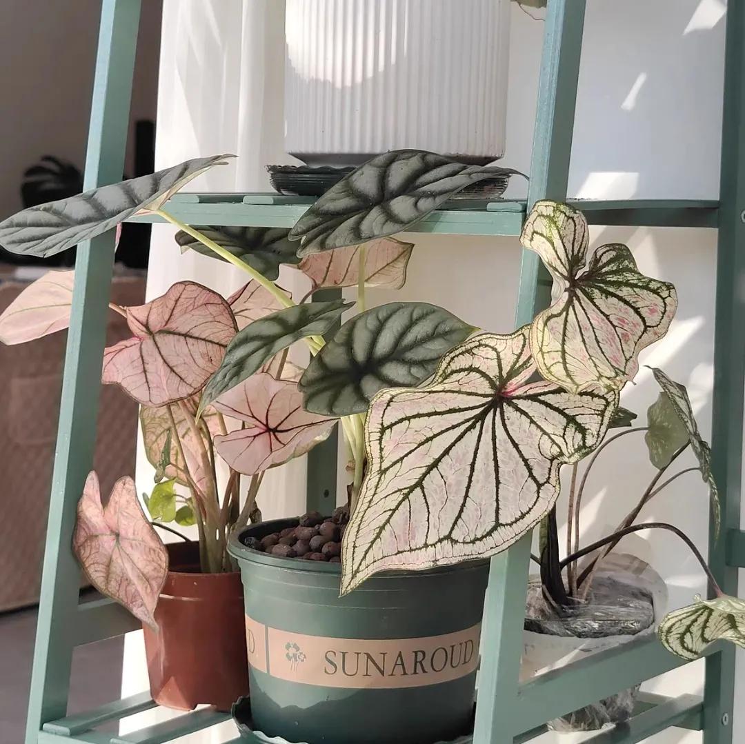 适合桌面养的小盆栽,好看的桌面花卉盆栽