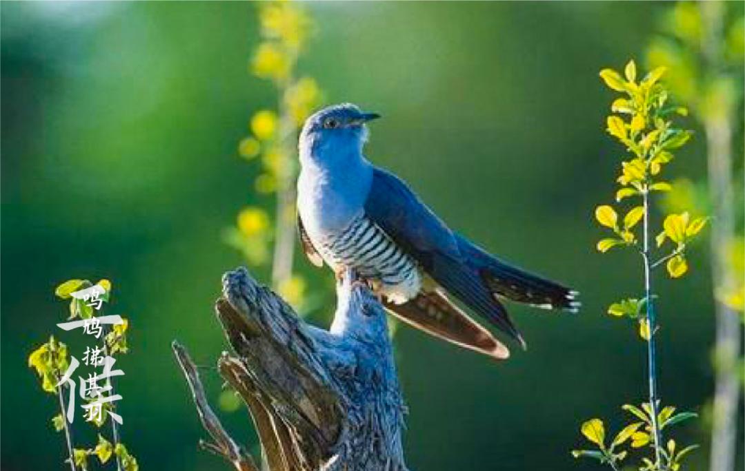 二十四节气之谷雨春光晓,24节气初夏的特点