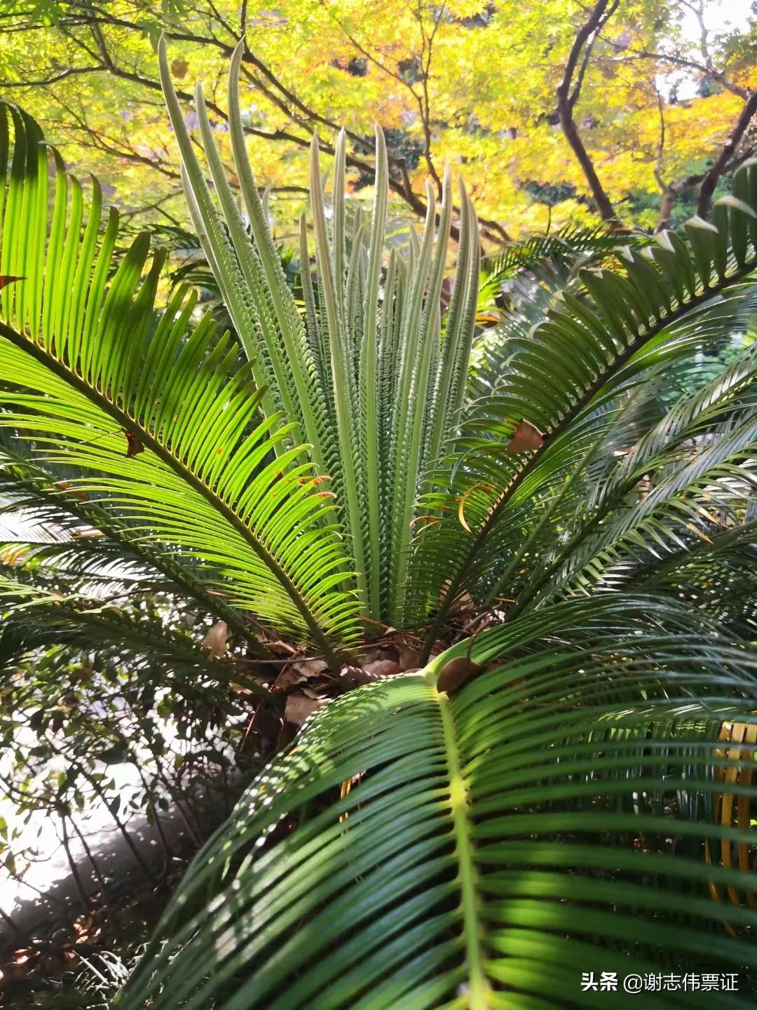 独特的苏州风情（073）铁树长出了新叶片