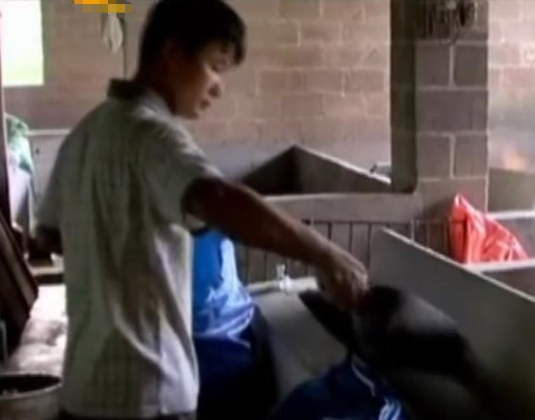 广西小伙养鱼败光家里500万,广西小伙养草鱼败光百万家产