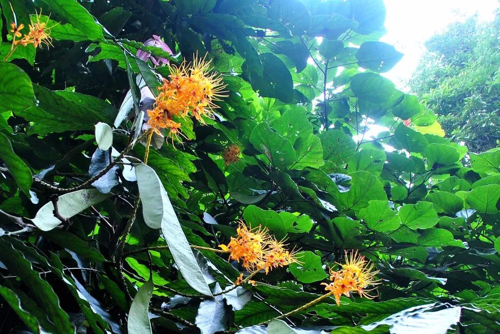 云南西双版纳旅游攻略app,云南西双版纳旅游攻略自由行12月