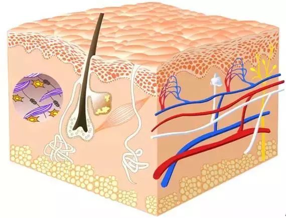 化妆品的成分有哪些才是最好的,化妆品成分表活性成分靠后