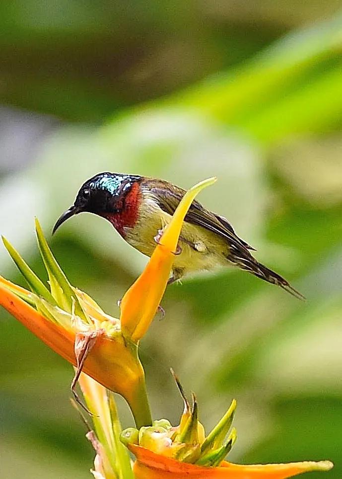 太阳鸟花的图片,太阳鸟精彩图片