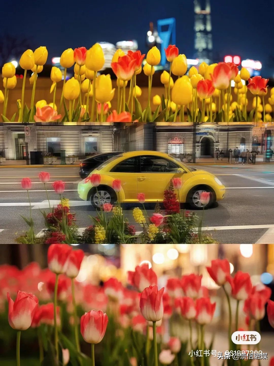 上海的浪漫鲜花,上海最美的鲜花