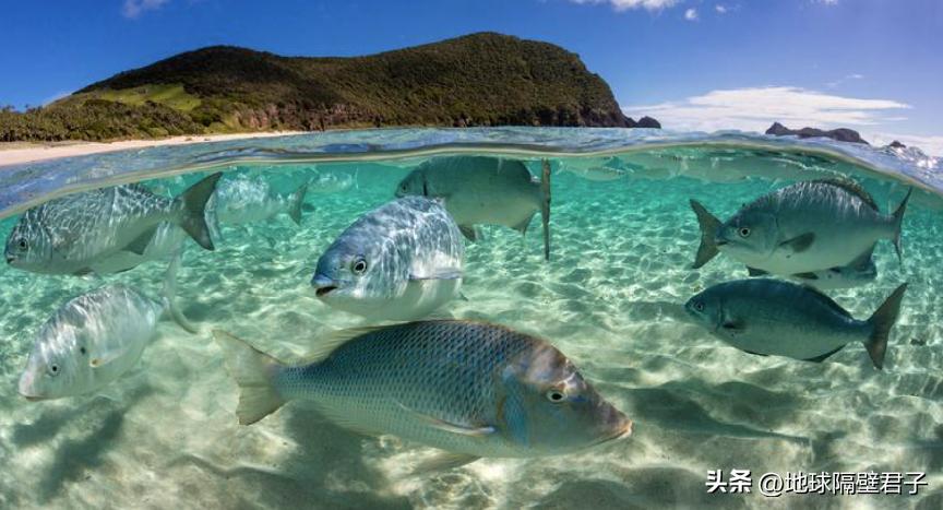 公海生物多样性条约的目标,公海生物多样性公约