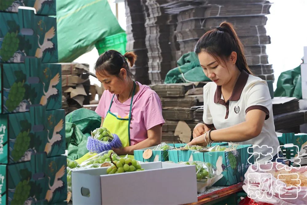 云南阳光玫瑰上市多少钱一斤呢,云南阳光玫瑰多少钱一公斤