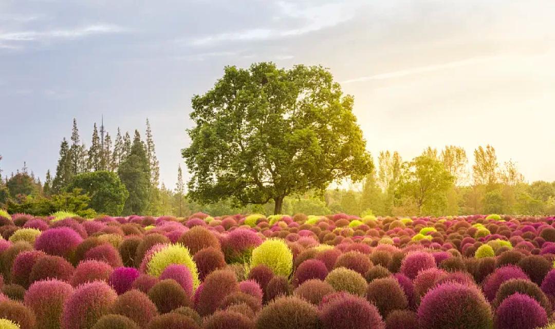 那些被我们忽略的风景,球球景观