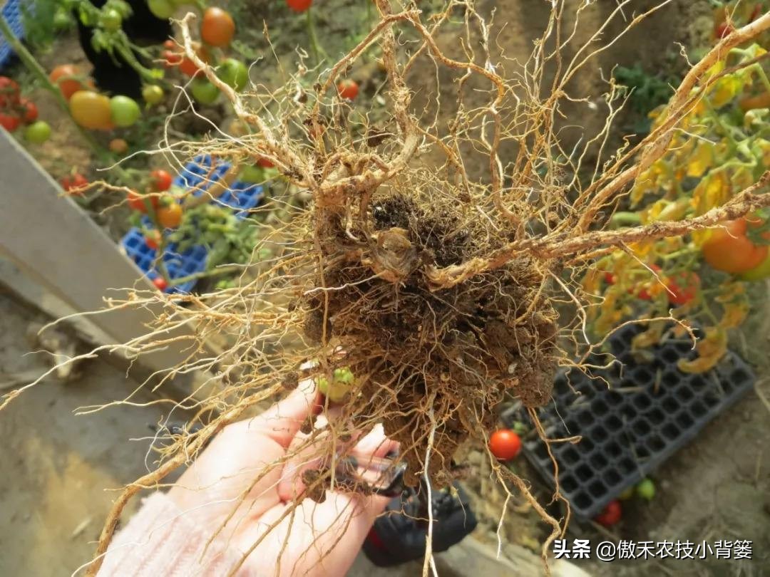 土传病害最好的防治解决方法,土传病害用什么药治