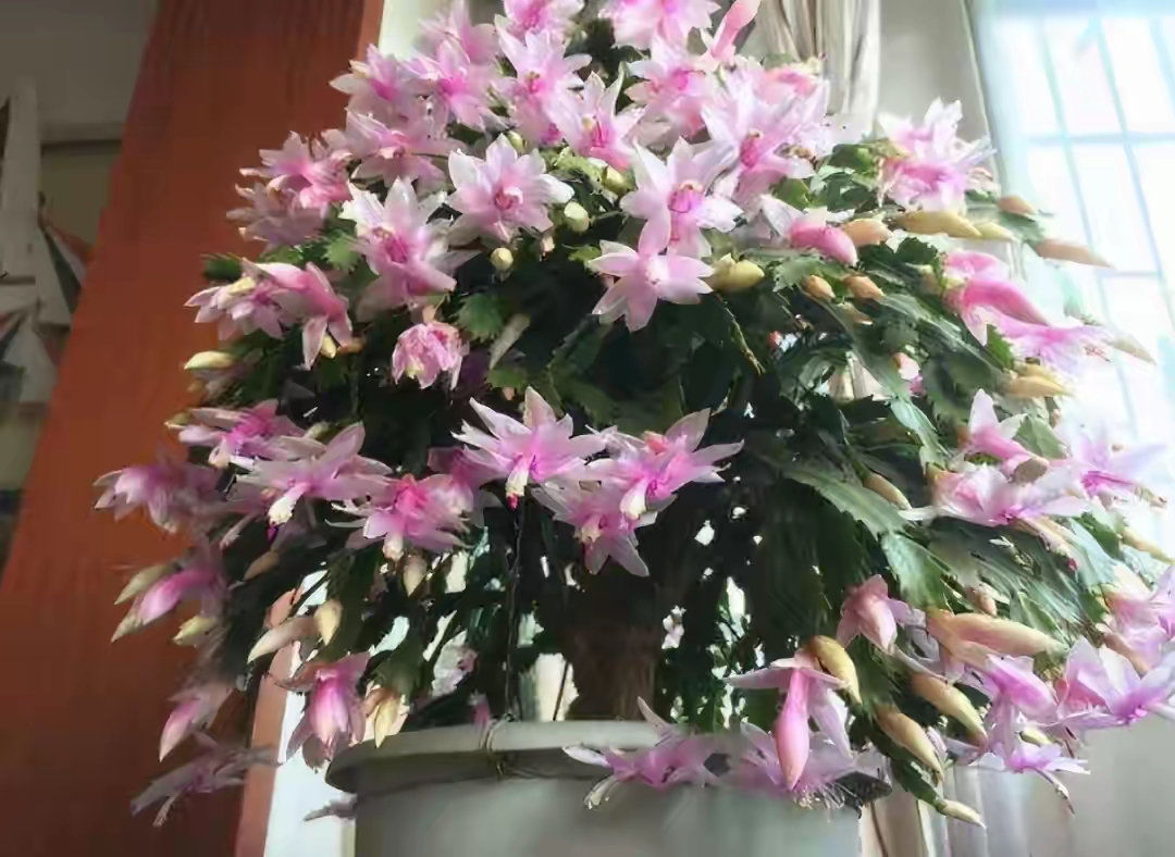 家庭客厅养什么花好看又旺财,客厅最吉祥的三种花