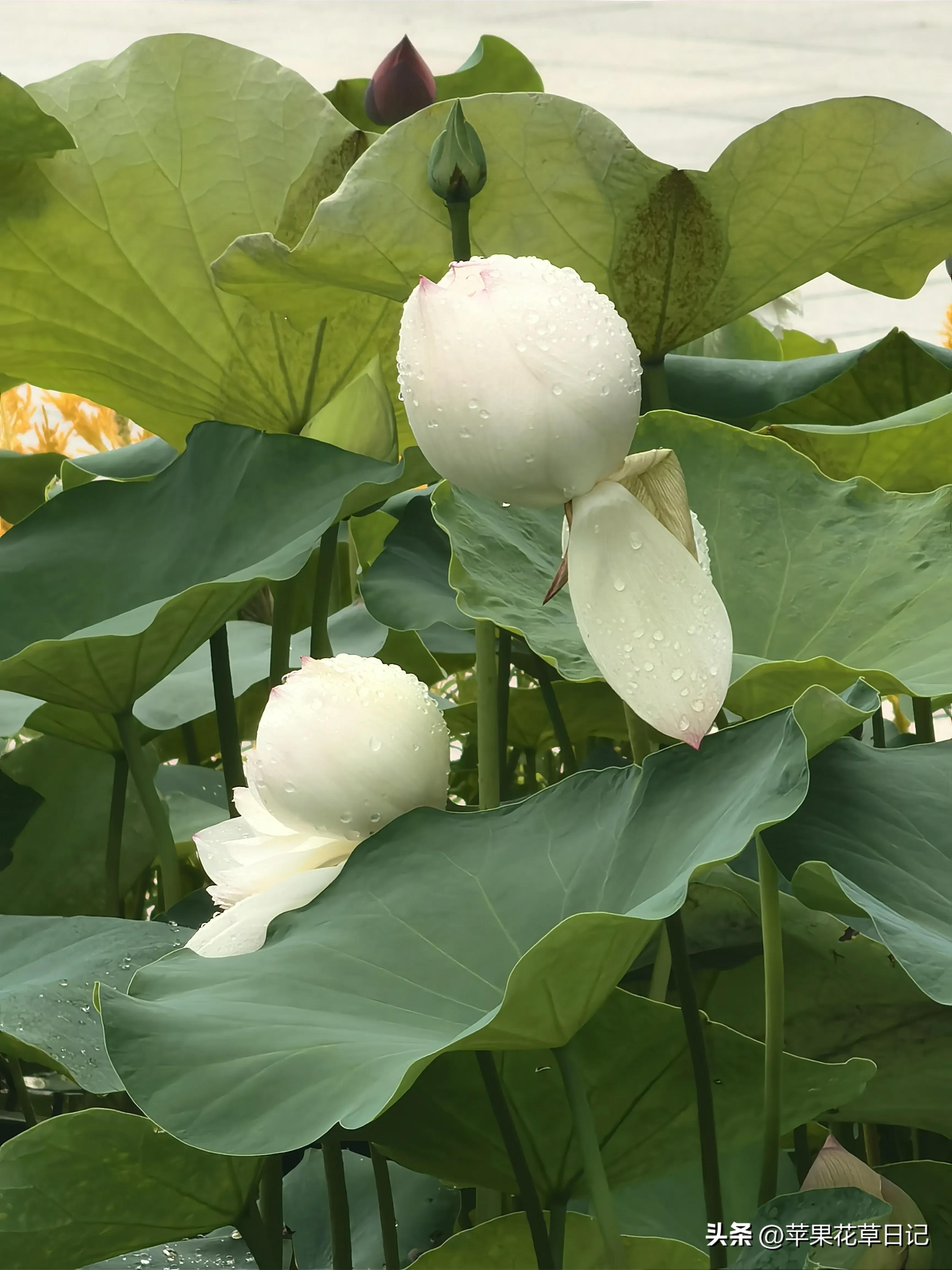 莲花盛开欣赏,绝美的莲花