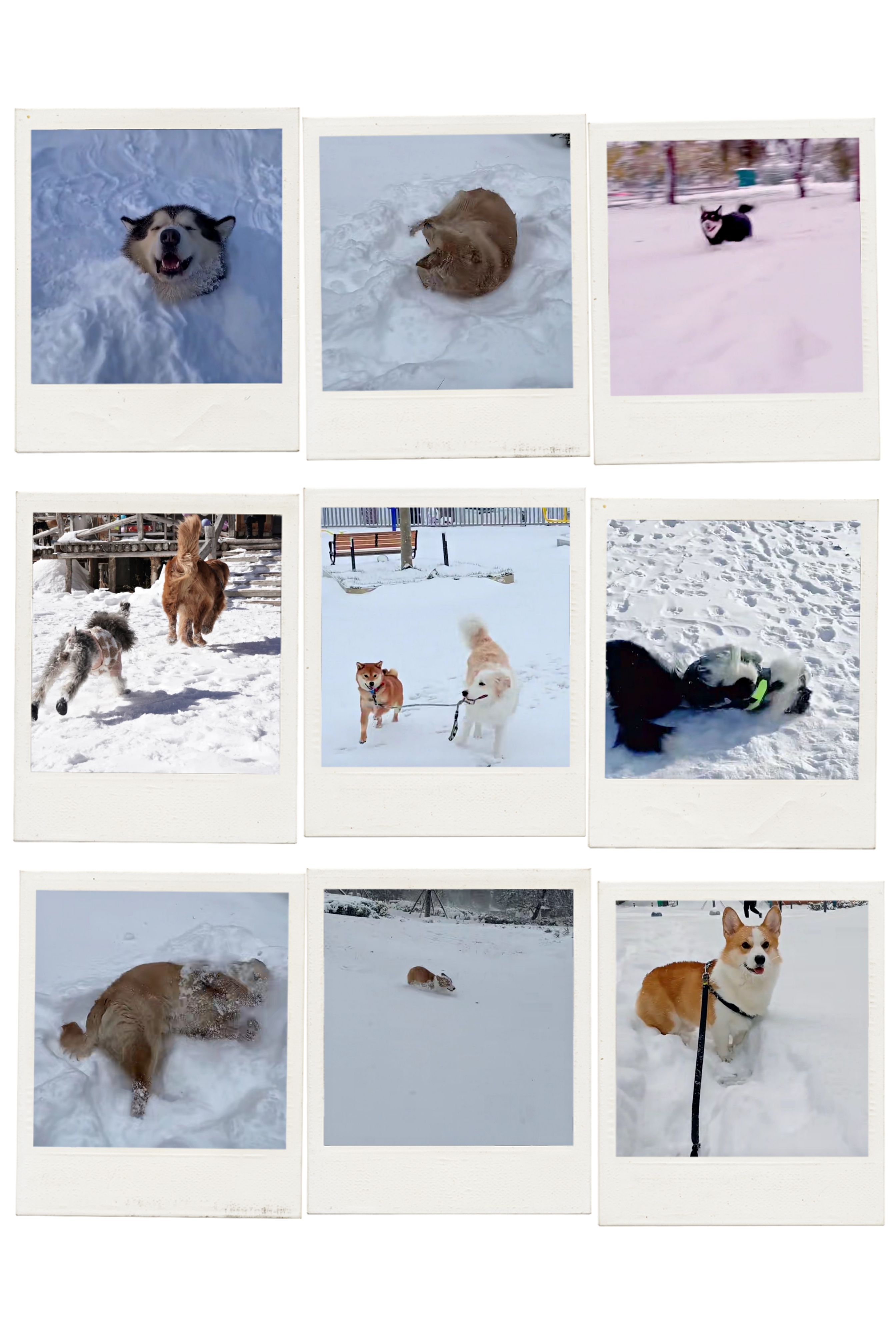 菲尔顿之冬天狗狗一直发抖？六大原因，可能是在向你求救