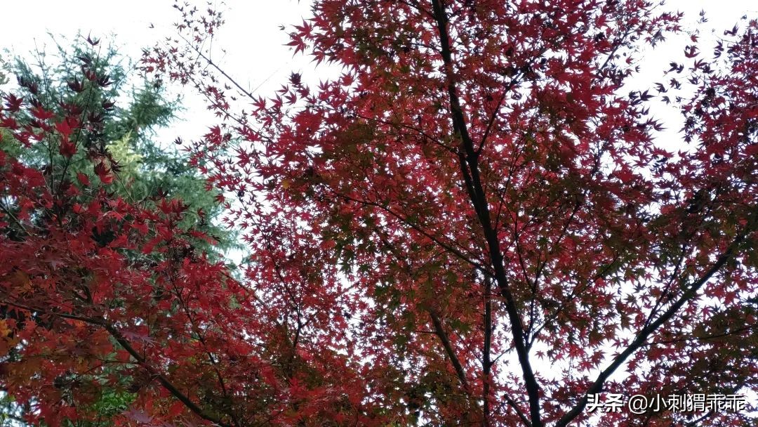 小孩一觉睡醒一只手手背肿了,突然发现小孩手上有一道伤口