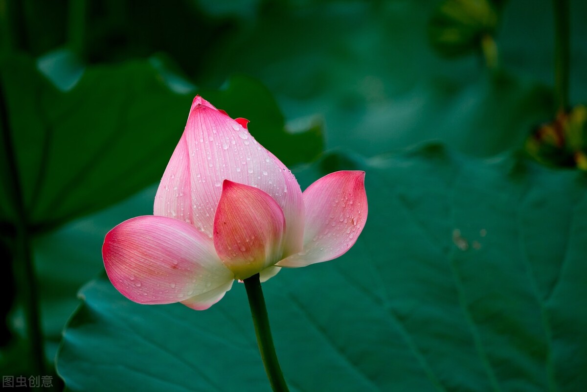 荷花图片禅意荷花,清新唯美的荷花图片