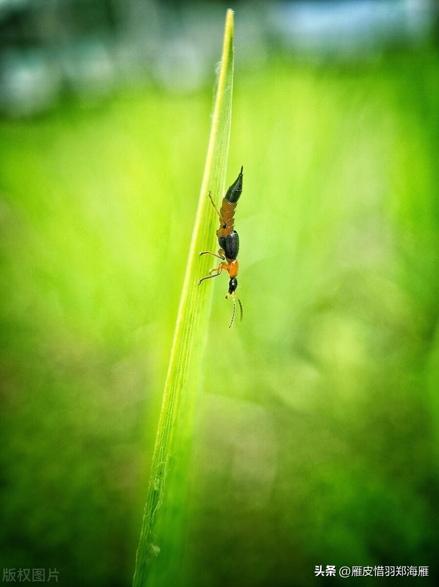 九月初预警：隐翅虫年度盛典，奇怪皮炎频现，教您如何躲着点