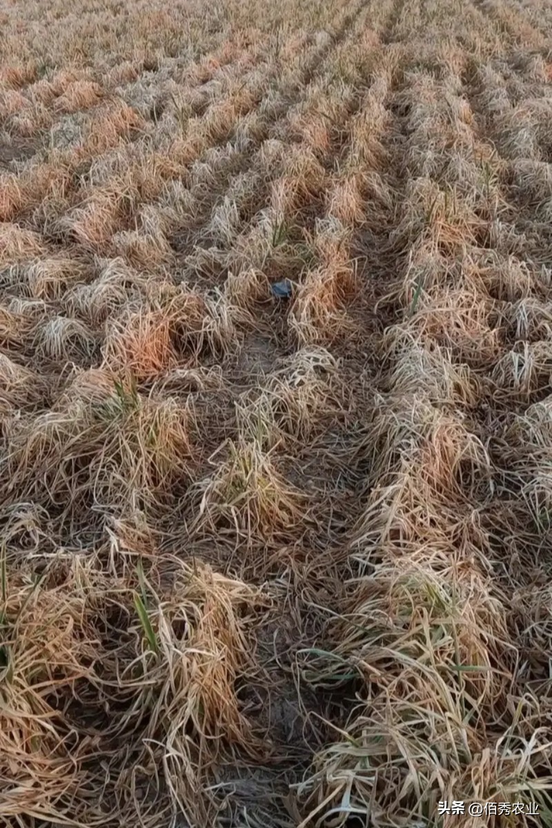 北方小麦干枯死亡，是秸秆还田还是种子不抗冻导致？有补救方法吗