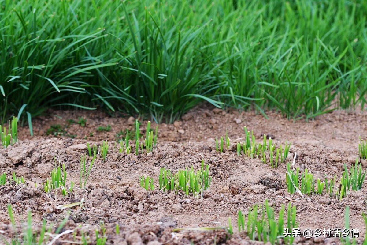 韭菜割后怎样管理没有草木灰,韭菜割完一茬施什么肥好