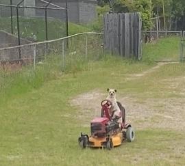 笑死！狗子1个蛋上被蚊子咬了8个包，成巨蛋小子了！