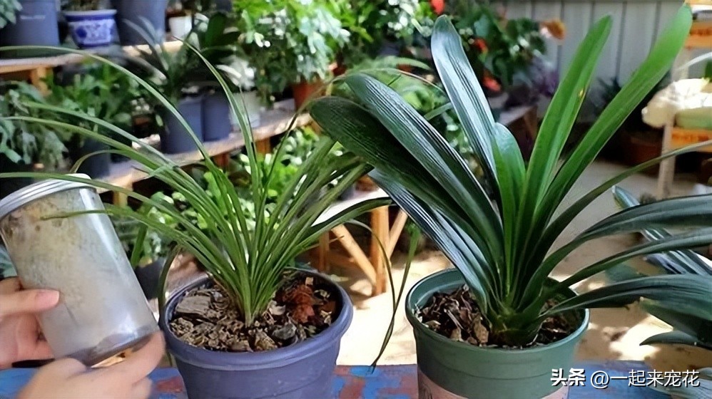 君子兰只长新叶不开花是怎么回事,君子兰长新叶是不是就不能开花了