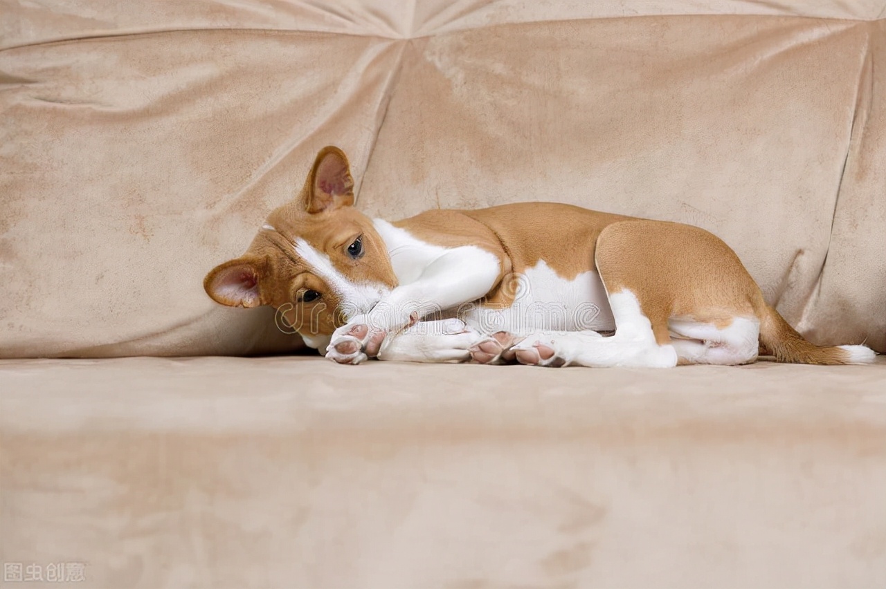能让狗狗健康的水果,哪些水果狗狗可以吃