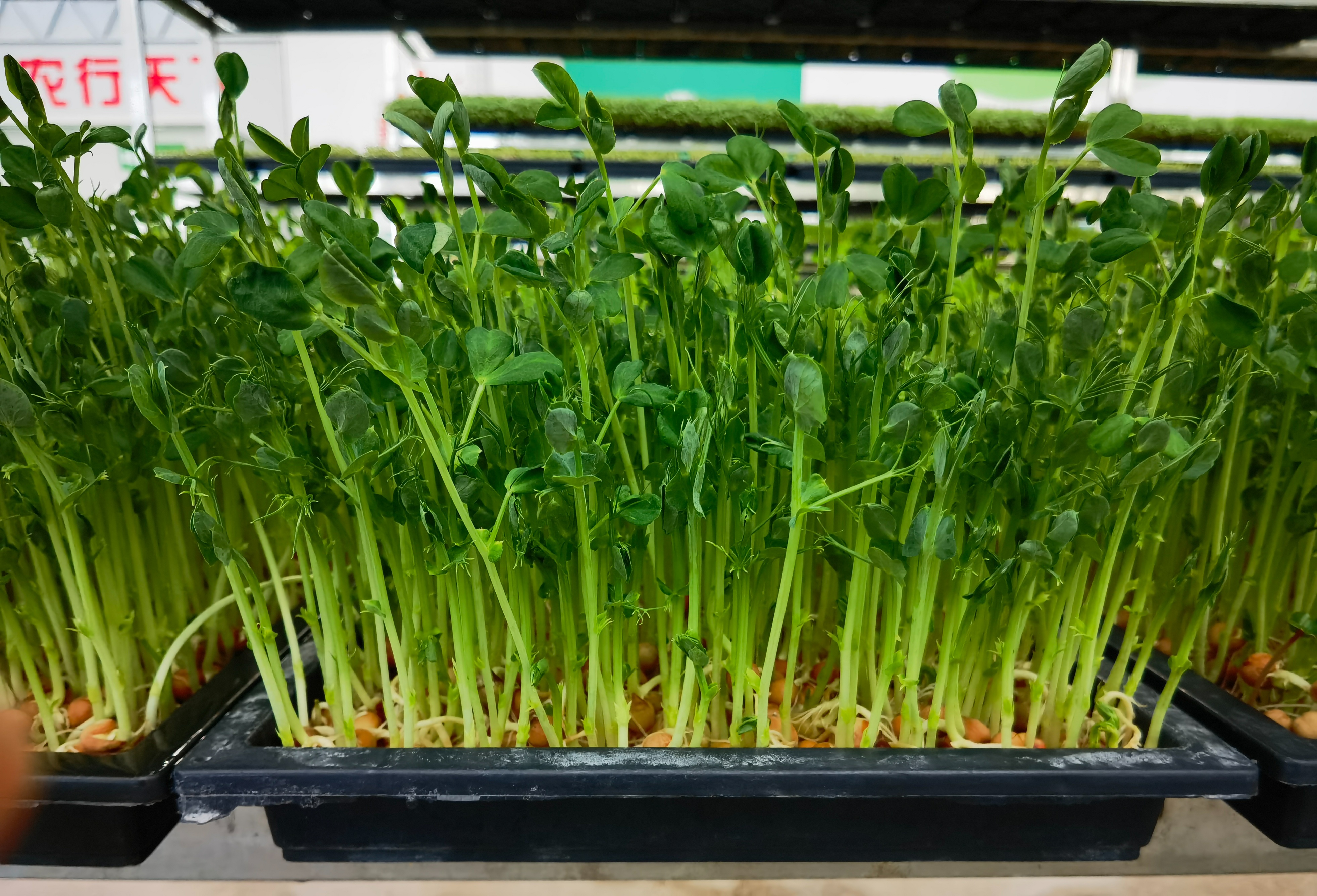 种植芽苗菜加盟,芽苗菜种植前景及利润